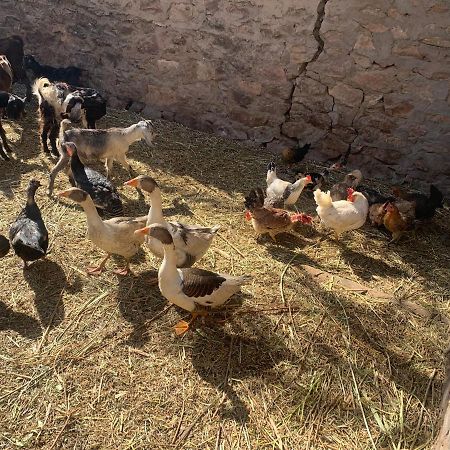 Nubian Farm Aswan Villa Exterior photo