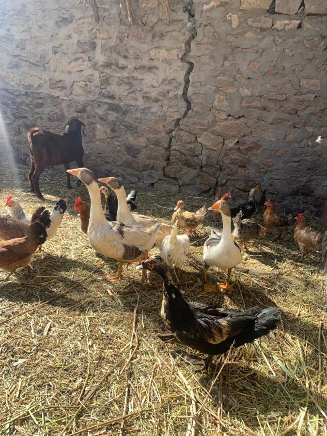 Nubian Farm Aswan Villa Exterior photo